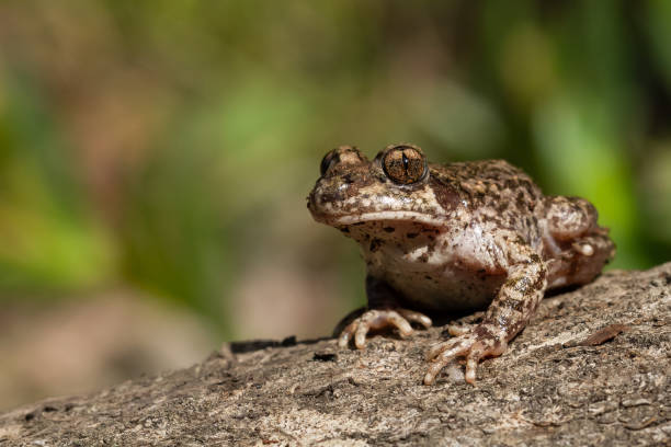 istock Shallow focus of a common midwife toad (Alytes obstetricans) on the bark 1441848496