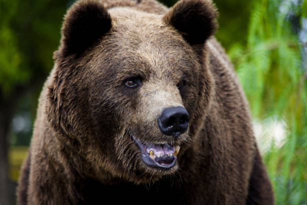 istock Selective focus shot of a brown bear 1441848538