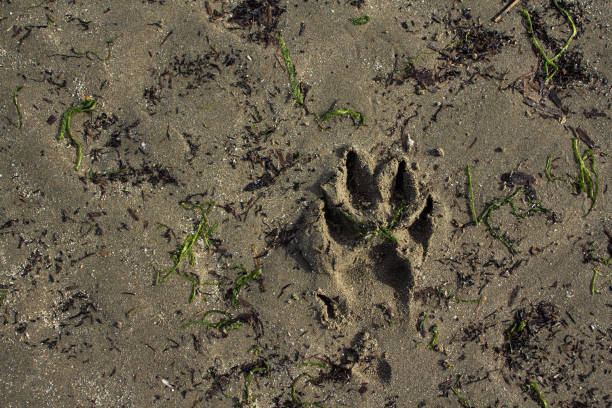 istock Dog paw print on sand 1441848647