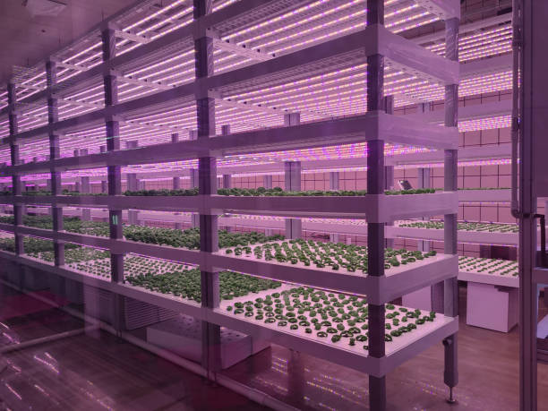 istock Vegetables are growing in indoor farm(vertical farm). 1441848909