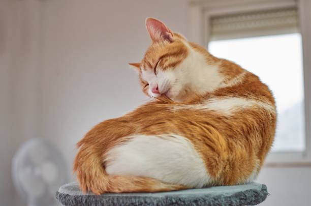 istock Adorable cat with eyes-closed enjoying cleaning itself 1441849699
