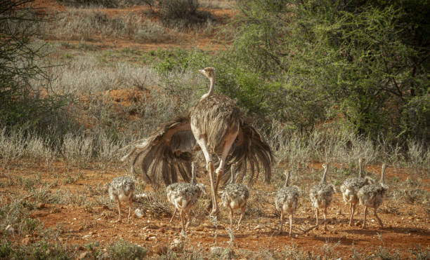 poule autruche avec son poussin sur l’autoroute marsabit à isiolo - young bird beak feather ostrich photos et images de collection