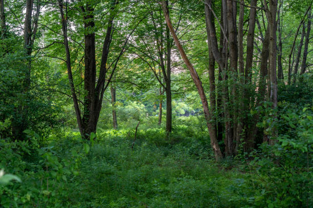 istock Beautiful shot of a bright green forest 1441850110