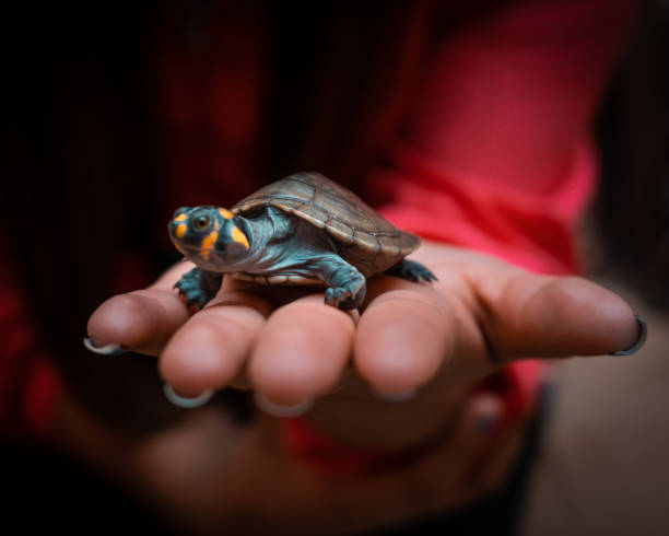 istock Closeup shot of a tortoise on hand 1441850114