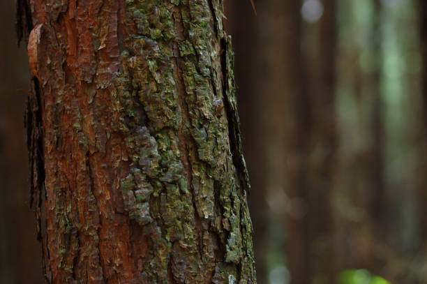 istock Selective focus closeup of the tree bark texture 1441850133