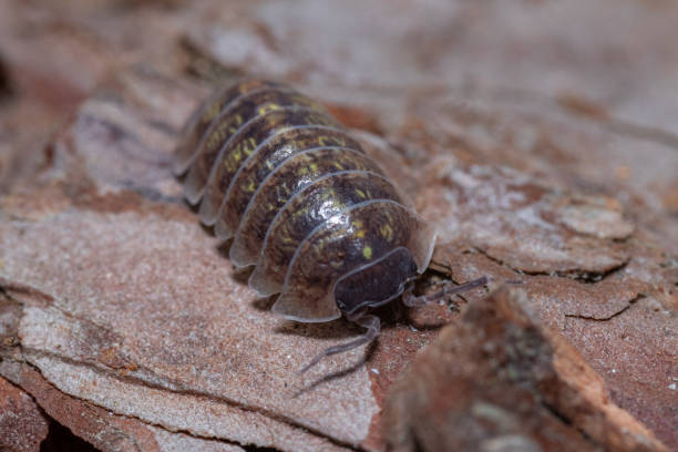 istock Macro shot of Roly-poly (Armadillidium Vulgare) terrestrial isopod on a leaf 1441850153