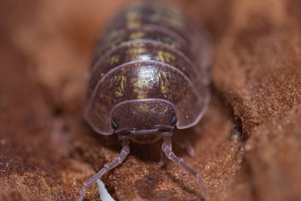 istock Macro shot of Roly-poly (Armadillidium Vulgare) terrestrial isopod 1441850196