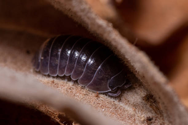 istock Macro shot of Roly-poly (Armadillidium Vulgare) terrestrial isopod on a leaf 1441850242