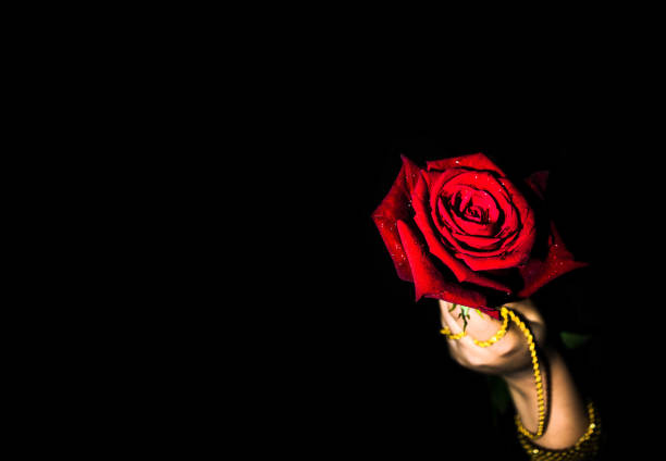 istock Female hand with gold bangles holding a red rose on a black background 1441850247