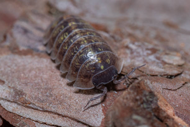 istock Macro shot of Roly-poly (Armadillidium Vulgare) terrestrial isopod on a leaf 1441850248