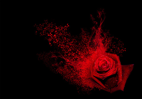 A red rose with smoke and hearts splash on a black background