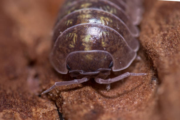 istock Macro shot of Roly-poly (Armadillidium Vulgare) terrestrial isopod 1441850266