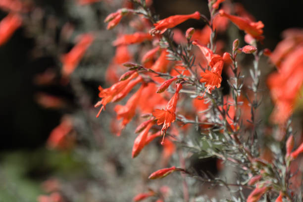 Selective focus shot of California fuchsia plants against a blurry background A selective focus shot of California fuchsia plants against a blurry background california fuchsia stock pictures, royalty-free photos & images