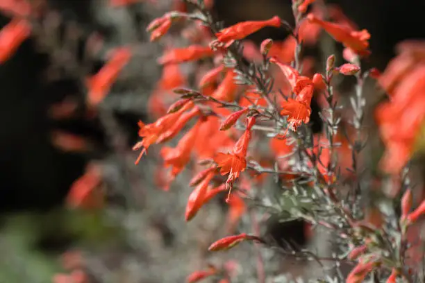 A selective focus shot of California fuchsia plants against a blurry background