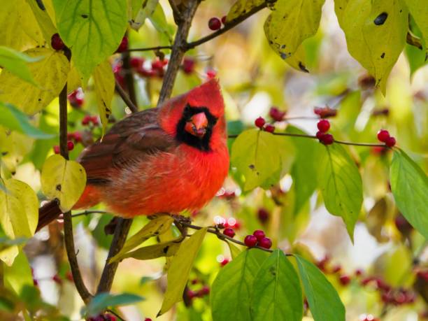 istock Closeup shot of a north american cardinal feeding on berries while perched on a tree 1441850317