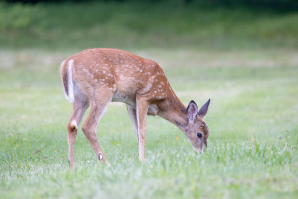 istock Deer grazing on the pasture at daytime 1441850445