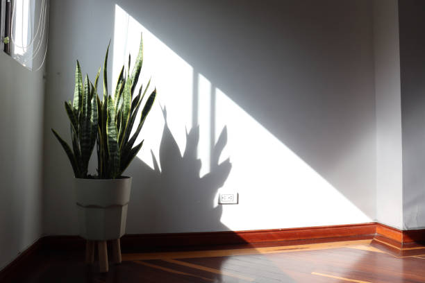Free Stock Photo of Shadow of a Plant on a Window Sill | Download Free ...