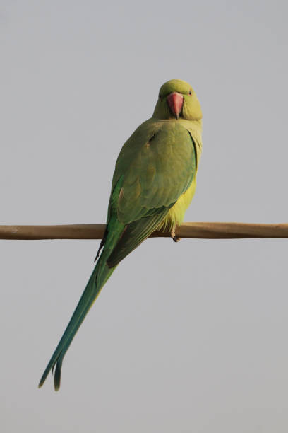 istock Vertical shot of a rose-ringed parakeet perched outdoors 1441850703