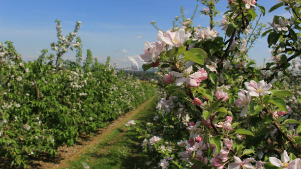 istock Blooming apple tree in the scenic orchard 1441850986