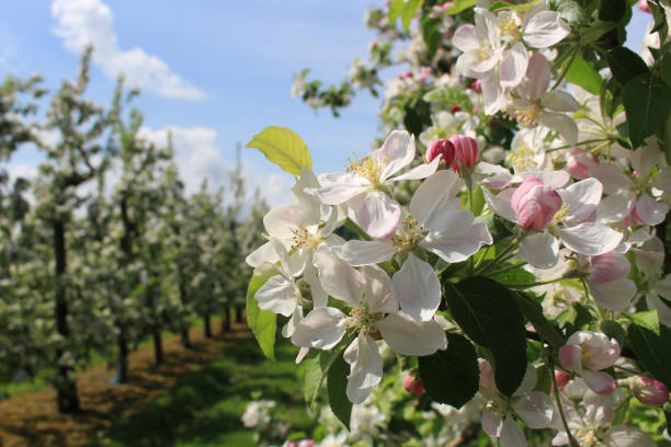 istock Apple tree branch with white and pink blossoms 1441851000