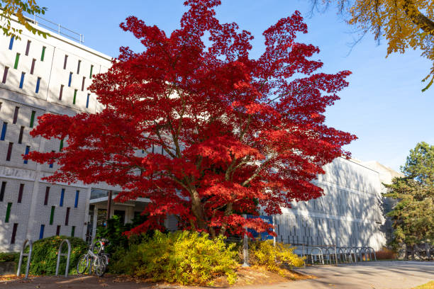 istock Autumn Foliage Survey 2022 1441851112