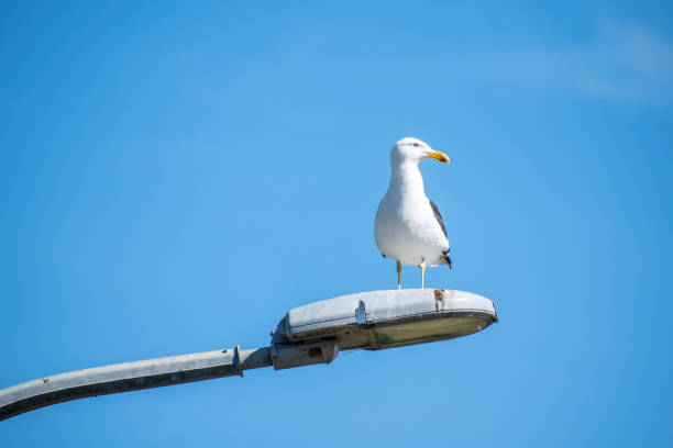 istock Southern black-backed gull perched on lamp post 1441851145