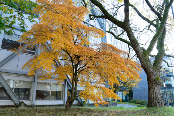 istock Autumn Foliage Survey 2022 1441851182
