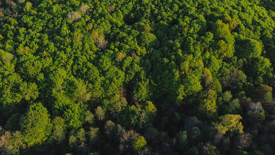 An aerial shot of a dense green forest on a sunny day