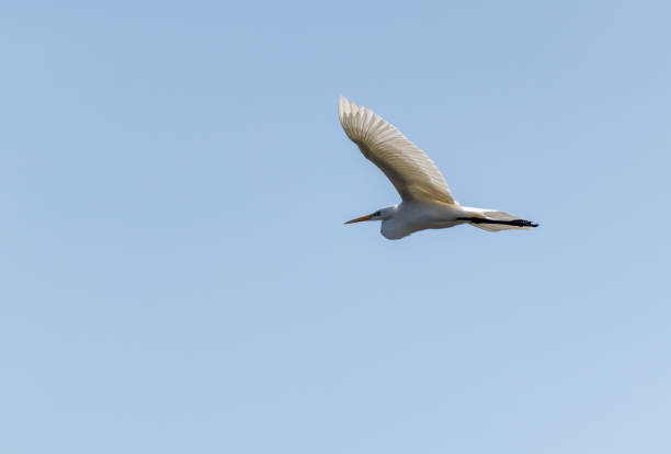 istock White egret flying in a clear blue sky 1441851555