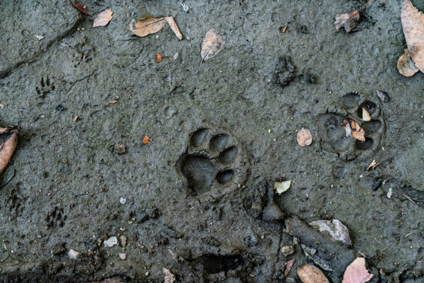 istock Top view of paw prints marked on the mud 1441851576