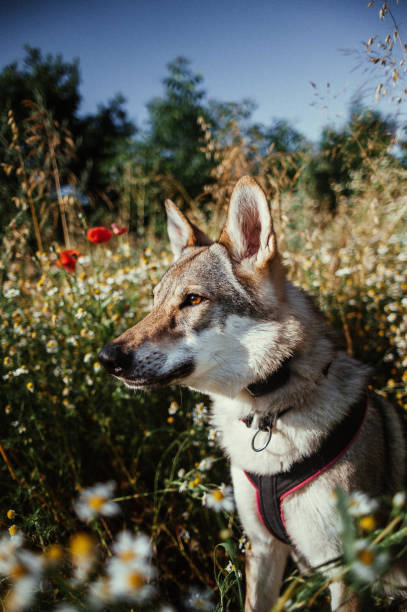 Vertical selective focus shot of a wolf-dog standing in the greenery