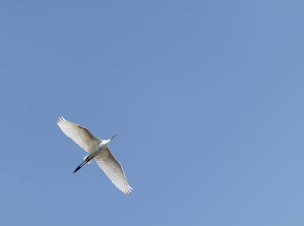 istock White egret flying in a clear blue sky 1441851671