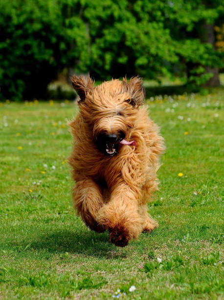 istock Funny brown briard dog running in a park 1441852028