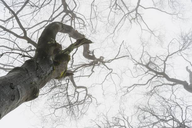 A low angle shot of a dried tree with leafless branches on a cold foggy day