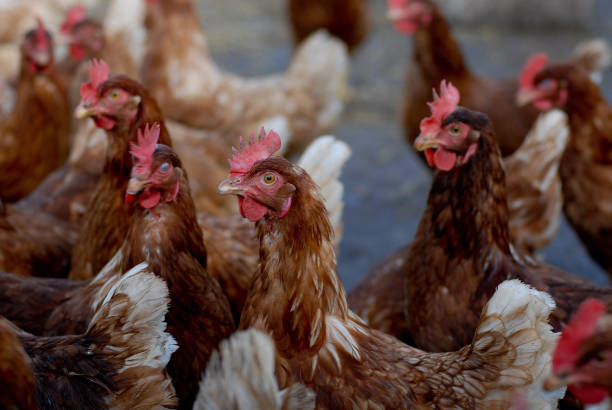 istock Group of brown laying hens on a farm 1441852065