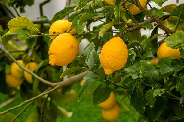 istock Selective focus shot of growing lemons on the branches 1441852075