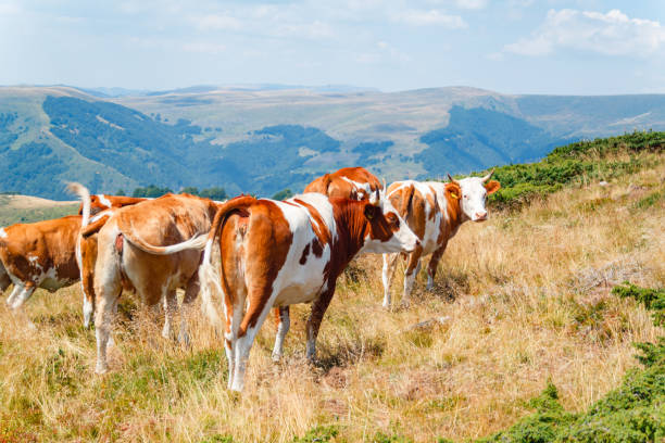 istock Herd of dairy cows on a pasture in the mountains 1441852240