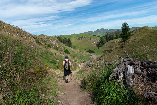 Man hiking Te Mata Peak track in the forest. Fallen tree on the side of the track. Hawkes Bay. New Zealand.