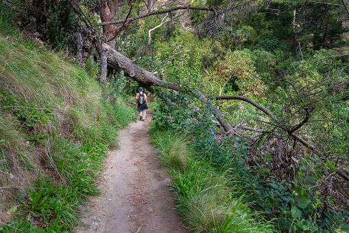 Man hiking Te Mata Peak track in the forest. Fallen tree on the track. Hawkes Bay. New Zealand.