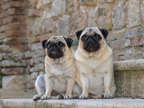 An eye-level portrait of two nice adorable pug dogs with beautiful large eyes sitting outdoors on a st