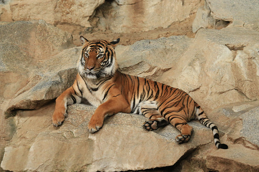 A closeup shot of a tiger lying on the rocks in Tierpark Berlin