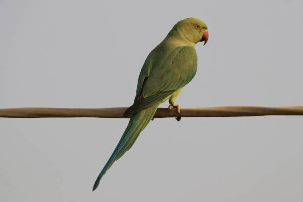 istock Closeup of parrot perching on a cable wire against a clear blue sky 1441853352