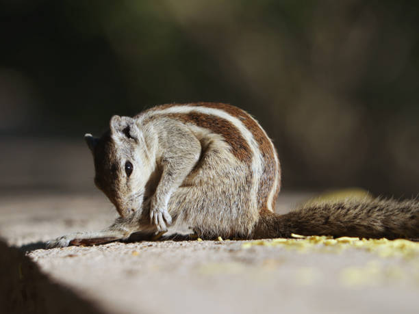 istock Closeup of an Indian Palm Squirrel on the concrete surface 1441853359
