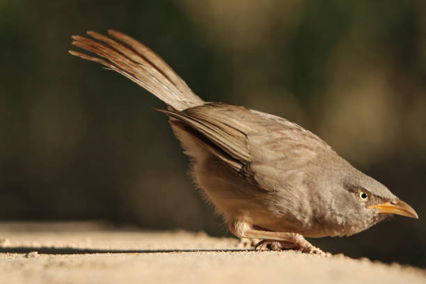 istock Selective focus shot of Jungle Babbler bird on a concrete surface 1441853375