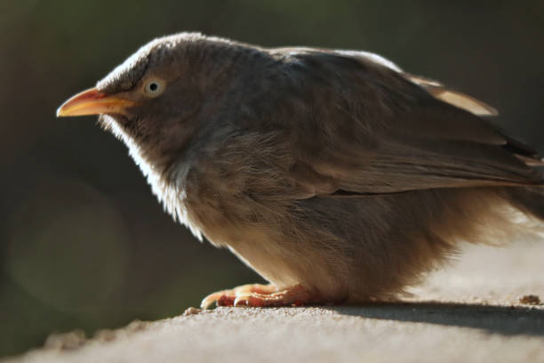 コンクリートの表面に腰掛けたジャングルのせせらぎの接写 - jungle babbler ストックフォトと画像