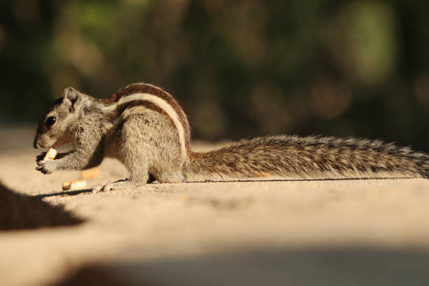 istock Closeup of a squirrel eating biscuit on a concrete surface 1441853403