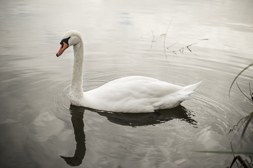 A beautiful white swan swimming in the lake