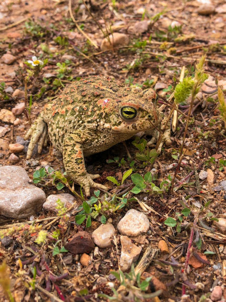 istock Vertical shot of a frog 1441853635