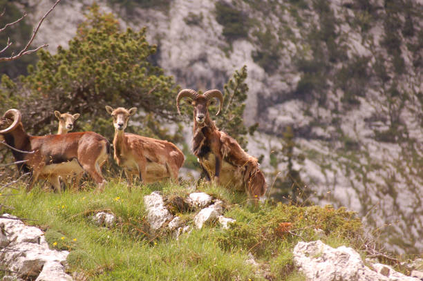 istock Shallow focus of mountain rams on a sunny day 1441853706
