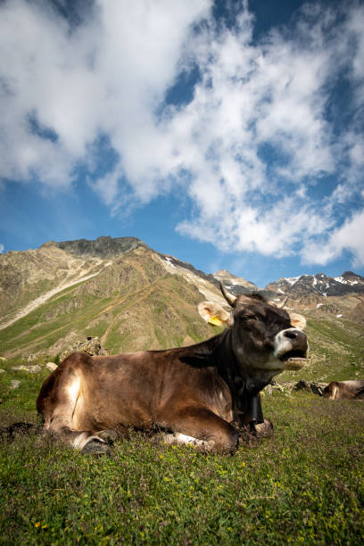 istock Cow on a meadow in alpine environment on a mou 1441853732